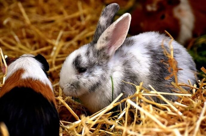 Bedding-for-Rabbits
