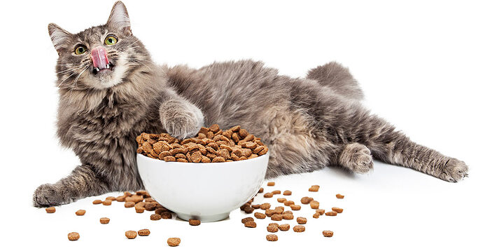 best-cat-food-for-weight-loss