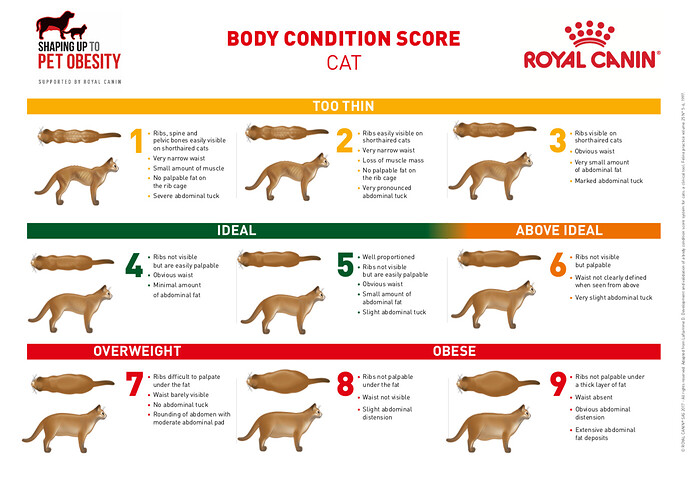 clent-hills-vets-royal-canin-body-condition-score-cat