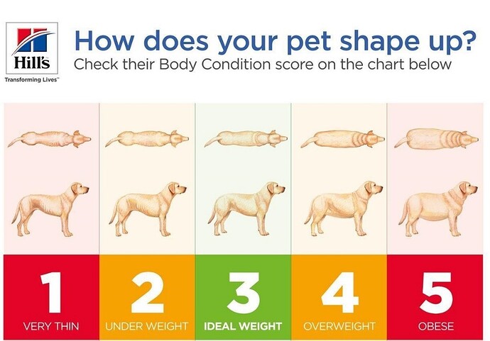 dog-condition-score