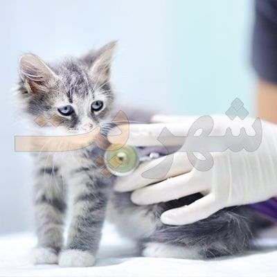 مشاوره با دامپزشک برای کاهش اضطراب گربه