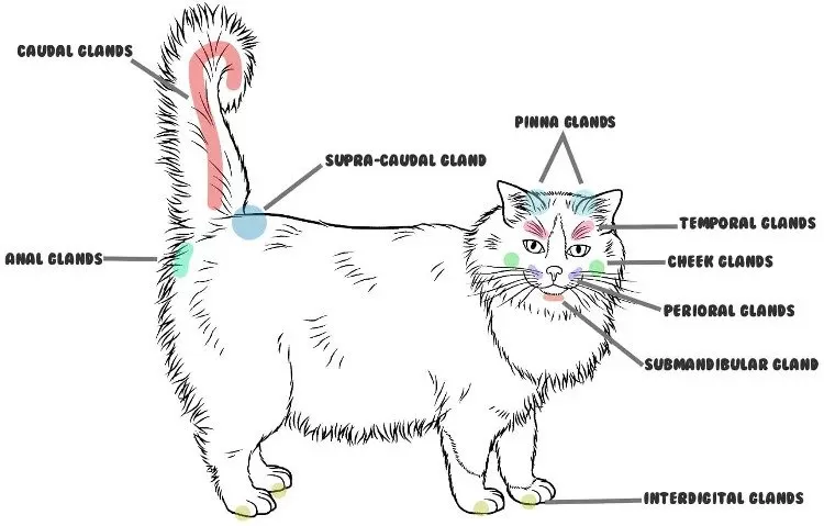 cat-scent-glands
